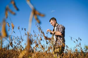 farmer standing in soybean field examining crop at sunset. photo