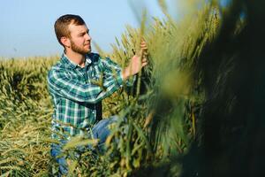 A farmer in a wheat field checks the quality of crops. photo