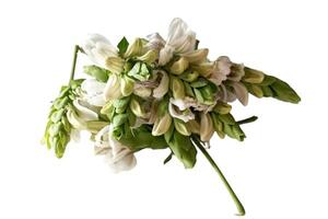 Justicia adhatoda vasica or Malabar nut flower isolated on white background photo