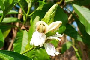 blanco flor de justicia adhatoda vasica o malabar nuez planta foto