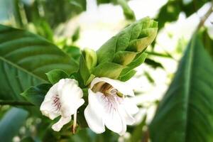 White flower of Justicia adhatoda vasica or Malabar nut plant photo