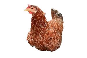 A brown chicken is lying down isolated on white background photo