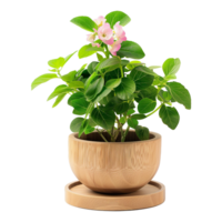 ai généré plante pot fleur isolé sur transparent Contexte png