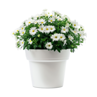 ai genererad växt pott blomma isolerat på transparent bakgrund png