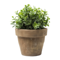 ai généré plante pot fleur isolé sur transparent Contexte png