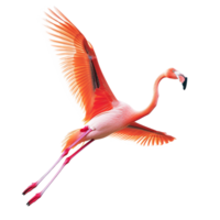 ai generiert Flamingo fliegend png isoliert auf transparent Hintergrund
