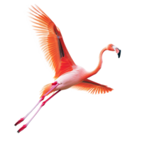 AI generated Flamingo flying png isolated on transparent background