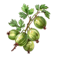 AI generated Green gooseberries isolated on transparent background png