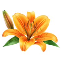 AI generated Orange lily flower isolated on transparent background png