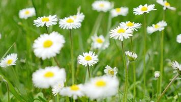 chamomile flowers on a meadow swinging in the wind video