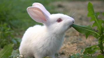 funny baby white rabbit eat green grass video