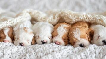 AI generated Snuggly Puppies, a litter of newborn puppies cuddled up together on a white blanket, with soft fur and sleepy expressions, background image, generative AI photo