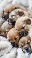 AI generated Snuggly Puppies, a litter of newborn puppies cuddled up together on a white blanket, with soft fur and sleepy expressions, background image, generative AI photo