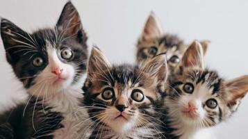 AI generated Curious Kittens, a group of playful kittens exploring their surroundings on a white backdrop, background image, generative AI photo