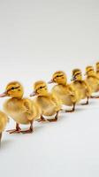 AI generated Fuzzy Ducklings, a row of fuzzy ducklings waddling along on a white surface, background image, generative AI photo