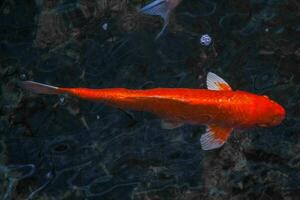 japonés koi pez, koi pescado nadando en un agua, carpa, vistoso lujoso pez, selectivo enfocar, horizontal orientación, Copiar espacio. foto