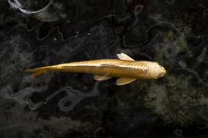 Japanese Koi Fish, koi fish swimming in a water, Carp, Colorful fancy fish, selective focus, Horizontal orientation, copy space. photo