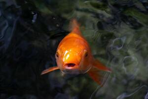 japonés koi pez, koi pescado nadando en un agua, carpa, vistoso lujoso pez, selectivo enfocar, horizontal orientación, Copiar espacio. foto