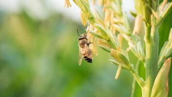 Honey bee worker collecting pollen from flower of Sweet corn, Flying, pollinate, nectar, yellow pollen ,insect,  bumblebee, Macro horizontal photography, Summer and spring backgrounds, copy space. photo