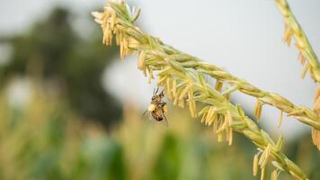 Honey bee worker collecting pollen from flower of Sweet corn, Flying, pollinate, nectar, yellow pollen ,insect,  bumblebee, Macro horizontal photography, Summer and spring backgrounds, copy space. photo