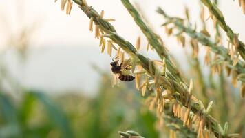 Honey bee worker collecting pollen from flower of Sweet corn, Flying, pollinate, nectar, yellow pollen ,insect,  bumblebee, Macro horizontal photography, Summer and spring backgrounds, copy space. photo