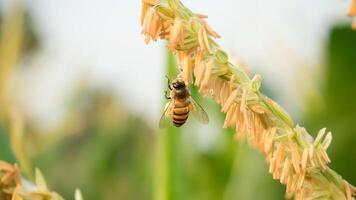 Honey bee worker collecting pollen from flower of Sweet corn, Flying, pollinate, nectar, yellow pollen ,insect,  bumblebee, Macro horizontal photography, Summer and spring backgrounds, copy space. photo