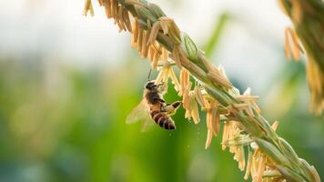 Honey bee worker collecting pollen from flower of Sweet corn, Flying, pollinate, nectar, yellow pollen ,insect,  bumblebee, Macro horizontal photography, Summer and spring backgrounds, copy space. photo