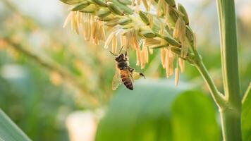 miel abeja trabajador coleccionar polen desde flor de dulce maíz, volador, polinizar, néctar, amarillo polen ,insecto, abejorro, macro horizontal fotografía, verano y primavera antecedentes, Copiar espacio. foto