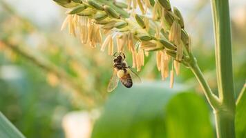 Honey bee worker collecting pollen from flower of Sweet corn, Flying, pollinate, nectar, yellow pollen ,insect,  bumblebee, Macro horizontal photography, Summer and spring backgrounds, copy space. photo