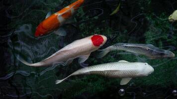 japonés koi pez, koi pescado nadando en un agua, carpa, vistoso lujoso pez, selectivo enfocar, horizontal orientación, Copiar espacio. foto