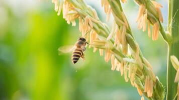 Honey bee worker collecting pollen from flower of Sweet corn, Flying, pollinate, nectar, yellow pollen ,insect,  bumblebee, Macro horizontal photography, Summer and spring backgrounds, copy space. photo