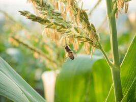 Honey bee worker collecting pollen from flower of Sweet corn, Flying, pollinate, nectar, yellow pollen ,insect,  bumblebee, Macro horizontal photography, Summer and spring backgrounds, copy space. photo