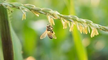 miel abeja trabajador coleccionar polen desde flor de dulce maíz, volador, polinizar, néctar, amarillo polen ,insecto, abejorro, macro horizontal fotografía, verano y primavera antecedentes, Copiar espacio. foto