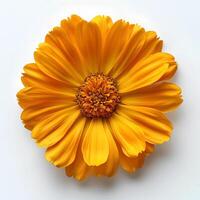 AI generated Marigold flower isolated on white shadow with background. Marigold flower top view. Orange marigold flower flat lay. Orange flower isolated photo