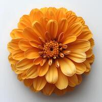 AI generated Marigold flower isolated on white shadow with background. Marigold flower top view. Orange marigold flower flat lay. Orange flower isolated photo