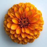 AI generated Marigold flower isolated on white shadow with background. Marigold flower top view. Orange marigold flower flat lay. Orange flower isolated photo