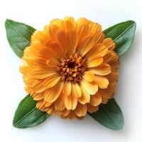 AI generated Marigold flower isolated on white shadow with background. Marigold flower top view. Orange marigold flower flat lay. Orange flower isolated photo