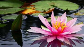 lotus flowers on lake water video