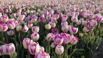 glijden schot over- een groot veld- van bloeiend Nederlands tulpen in wit en roze video