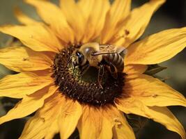 AI generated honeybee on sunflower photo