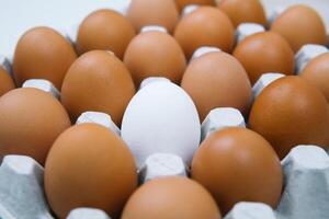 Fresh brown chicken eggs and alone white egg. Side view natural organic egg. Healthy real food photo