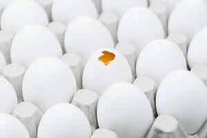 White raw chicken eggs and alone broken egg in a tray top view photo