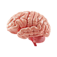 AI generated Colorful brain isolated on transparent background png