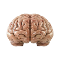 ai generado vistoso cerebro aislado en transparente antecedentes png