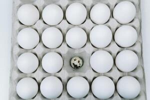 White raw chicken eggs and alone quail egg in a tray top view photo