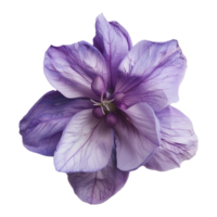 ai généré violet fleur isolé sur transparent Contexte png