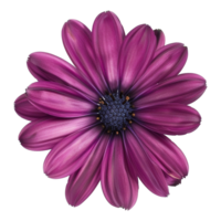 AI generated Purple flower isolated on transparent background png