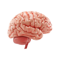 AI generated Colorful brain isolated on transparent background png