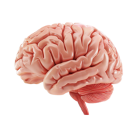 AI generated Colorful brain isolated on transparent background png