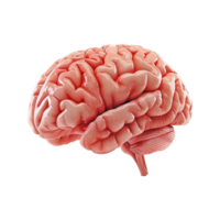 AI generated Colorful brain isolated on transparent background png